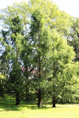 Metasequoia glyptostroboides - metasekvoje čínská -celek (95a)